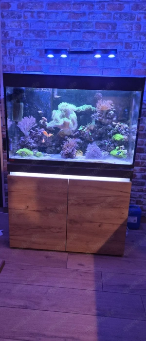 Meerwasseraquarium 