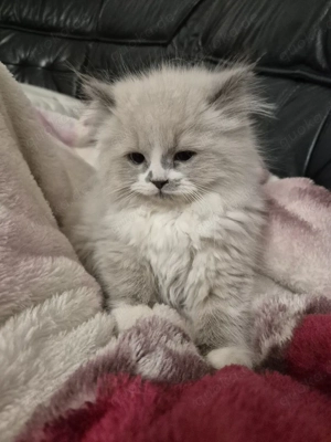 Katze sucht neues zu Hause