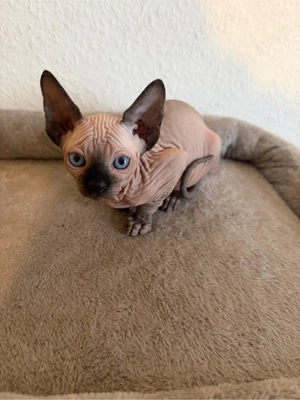 Sphinx Katzen 
