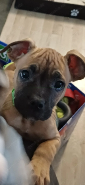 Labrador Mischlings Welpe Rüde 