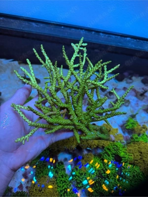 Acropora Stock 