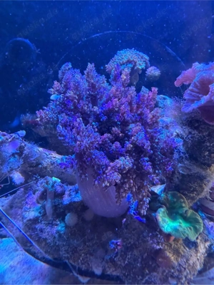 Grosses Keniabäumchen abzugeben Koralle meerwasser