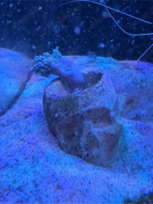 2 Keniabäumchen im Totenkopf 