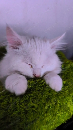 Maine Coon Perser Mix