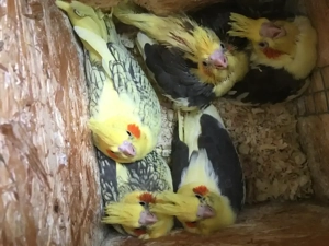 Nymphensittiche (STANDARD-Nymphensittiche) abzugeben: Schecken, Perlschecken und Wildfarbige,...