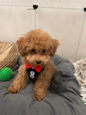 Toy Pudel Welpe in Braun