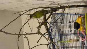 Ziegensittich Pärchen 