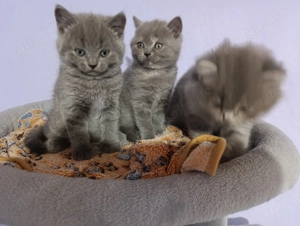 BKH Reinrassige Bärchen 