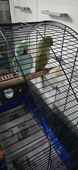 Wunderschönes Papageien-Pärchen (Grün & Blau)