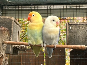 pärchen pfirsichköpfchen dilute opalin yellowface blau euwing 