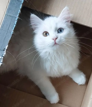 Wurfankündigung Ende März Blue oder Split Odd Eyes möglich