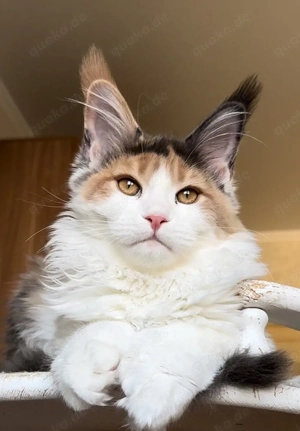 verfügbar maine-coon