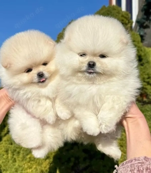 Pomeranian mini welpen Zwergspitz 