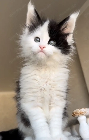 verfügbar maine-coon