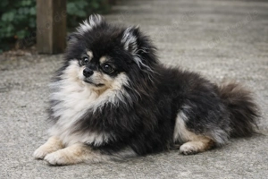 Pomeranian Boo Zwergspitz reinrassig