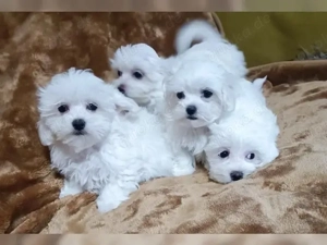 Malteser mini welpen