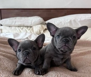 Französische Bulldogge welpen