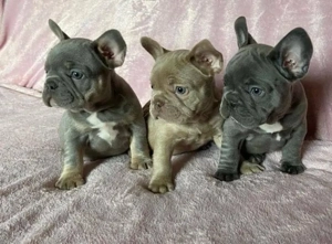 Französische Bulldogge welpen