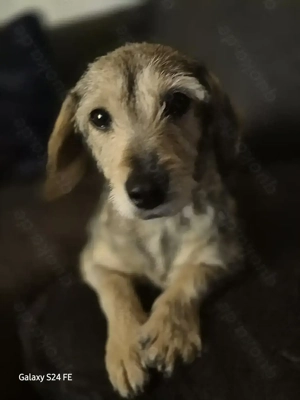 Yolanda - Traumhündin