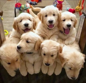 Golden Retriever welpen