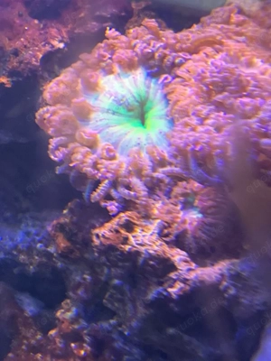 Sandanemonen abzugeben. Meerwasser