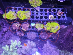 verschiedene korallen 