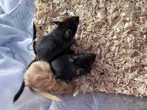 3 süße Wüstenrennmäuse 