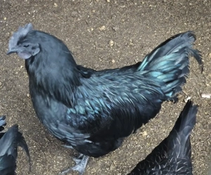 "Ayam Cemani" Hahn