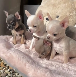 Chihuahua-Welpen verfügbar