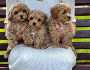 Super Cavapoo mini welpen