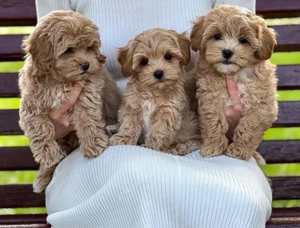 Cavapoo mini welpen