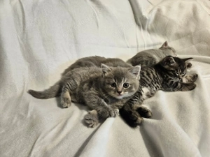 Britisch Kurzhaar Mix Kitten - liebevoll sozialisiert