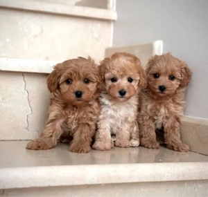 Maltipoo mini Welpen