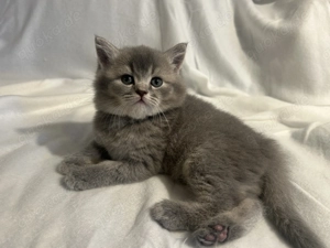 Britisch Kurzhaar Mix Kitten - liebevoll sozialisiert
