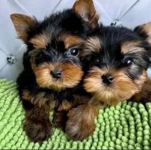 Yorkshire terrier mini welpen