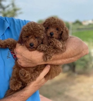 Super Toy pudel welepen