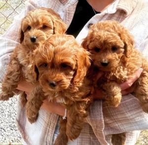 Cavapoo mini welpen