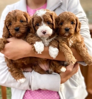 F1 Maltipoo mini welpen