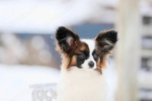 Papillon Welpen 