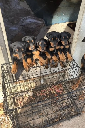 Dobermann welpen