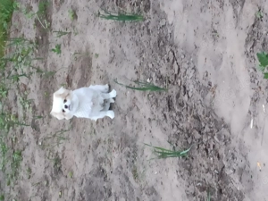 Mischling, Rüde in guten Händen zu vergeben 