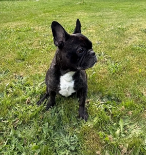 Französische Bulldogge 