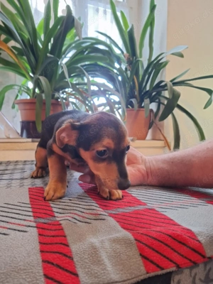 Jack Russel Welpen 12 Wochen alt