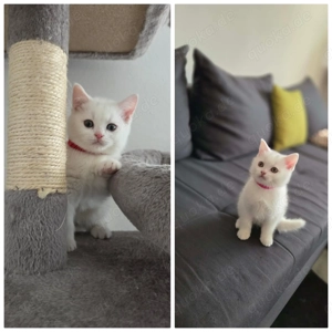 Bkh Kitten ab dem 06.02.2026 Abgabebereit!