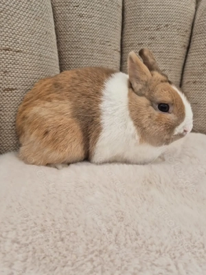 Farbenzwerg Rammler, Zwergkaninchen kleinbleibend