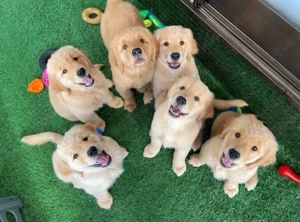 Golden Retriever welpen