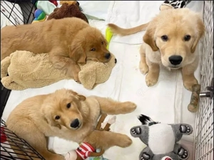 Golden Retriever welpen