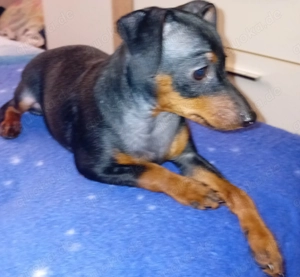 Zwergpinscher-Welpen