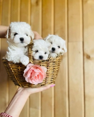 Malteser mini welpen