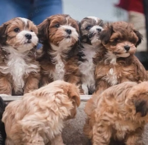 Havaneser welpen